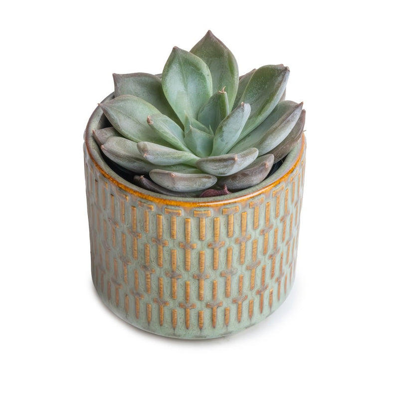 Potted Lipstick Echeveria Succulent
