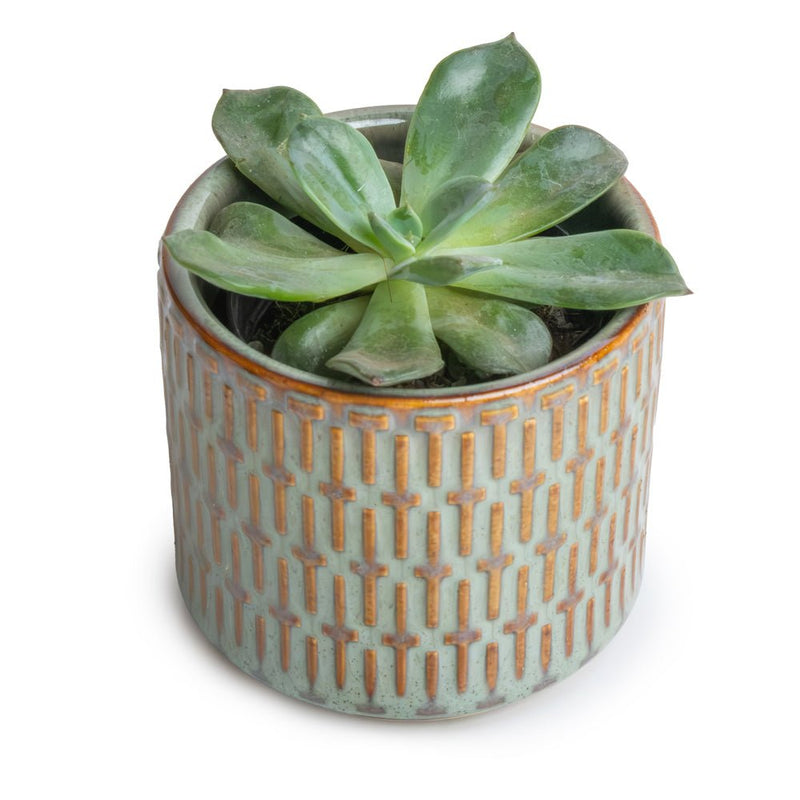 Potted Mexican Snowball Succulent