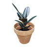 Potted Ficus Elastica