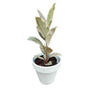 Potted Ficus Elastica
