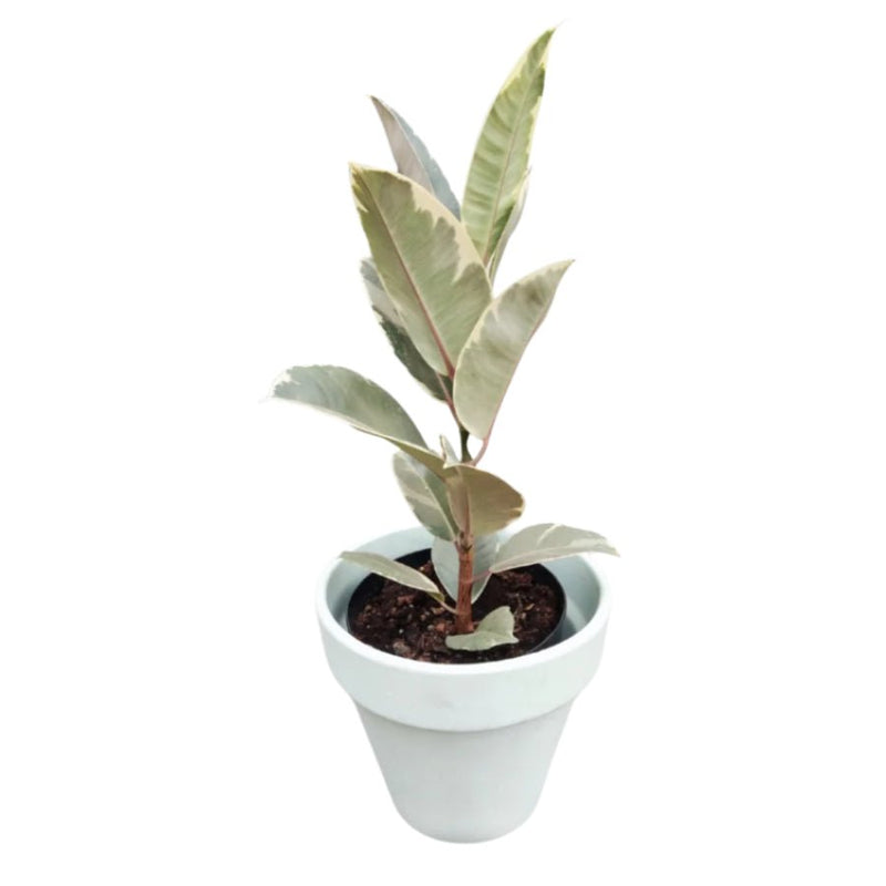 Potted Ficus Elastica
