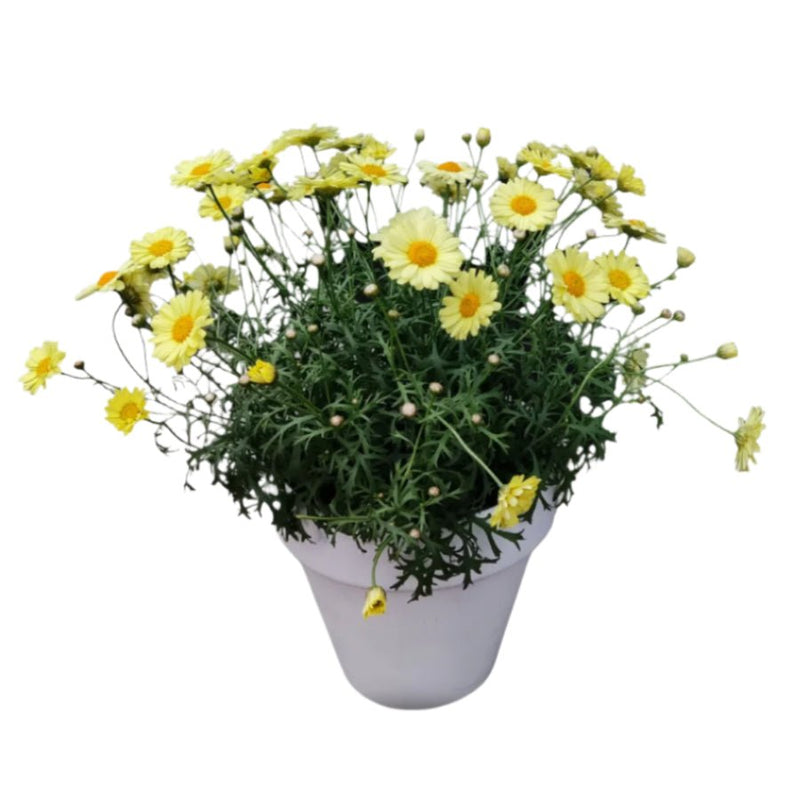 Potted Flowering Plant