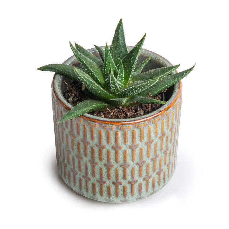 Potted Haworthia Zebra Succulent