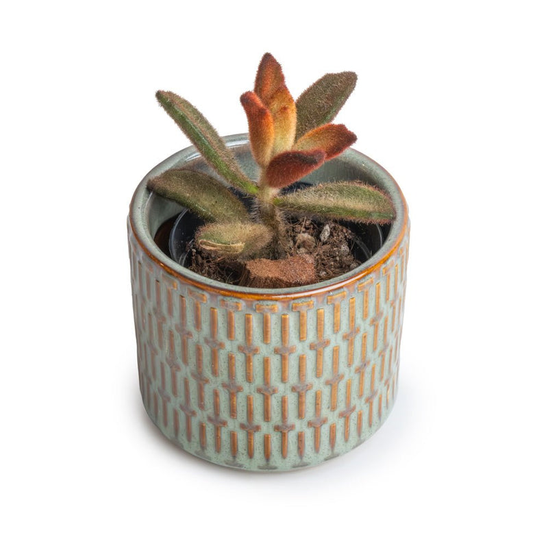 Potted Panda Plant Succulent