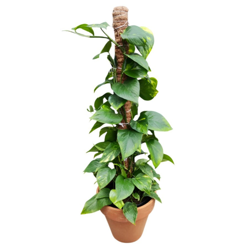 Potted Money Plant