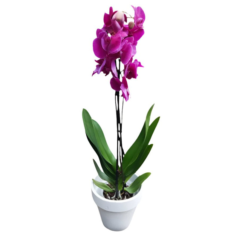 Potted Orchid