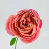 Tambuzi Scented Roses