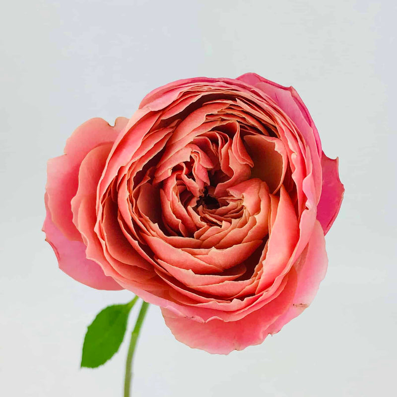 Tambuzi Scented Roses
