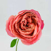 Tambuzi Scented Roses