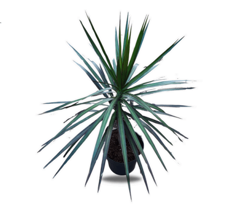 Dracaena, 15cm