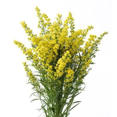 Solidago Bunch