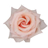 Tambuzi Flowers Tambuzi Scented Roses