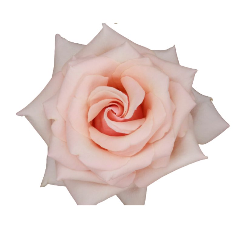 Tambuzi Flowers Tambuzi Scented Roses