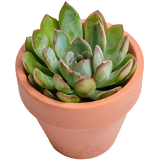 Succulent With Pot