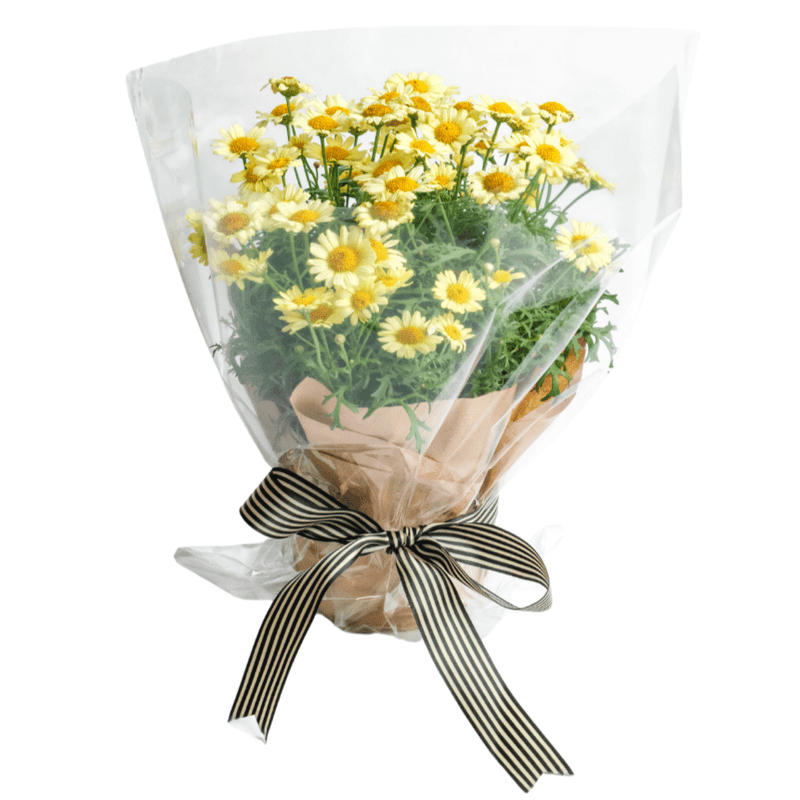 Easter Flowering Pot, 12cm