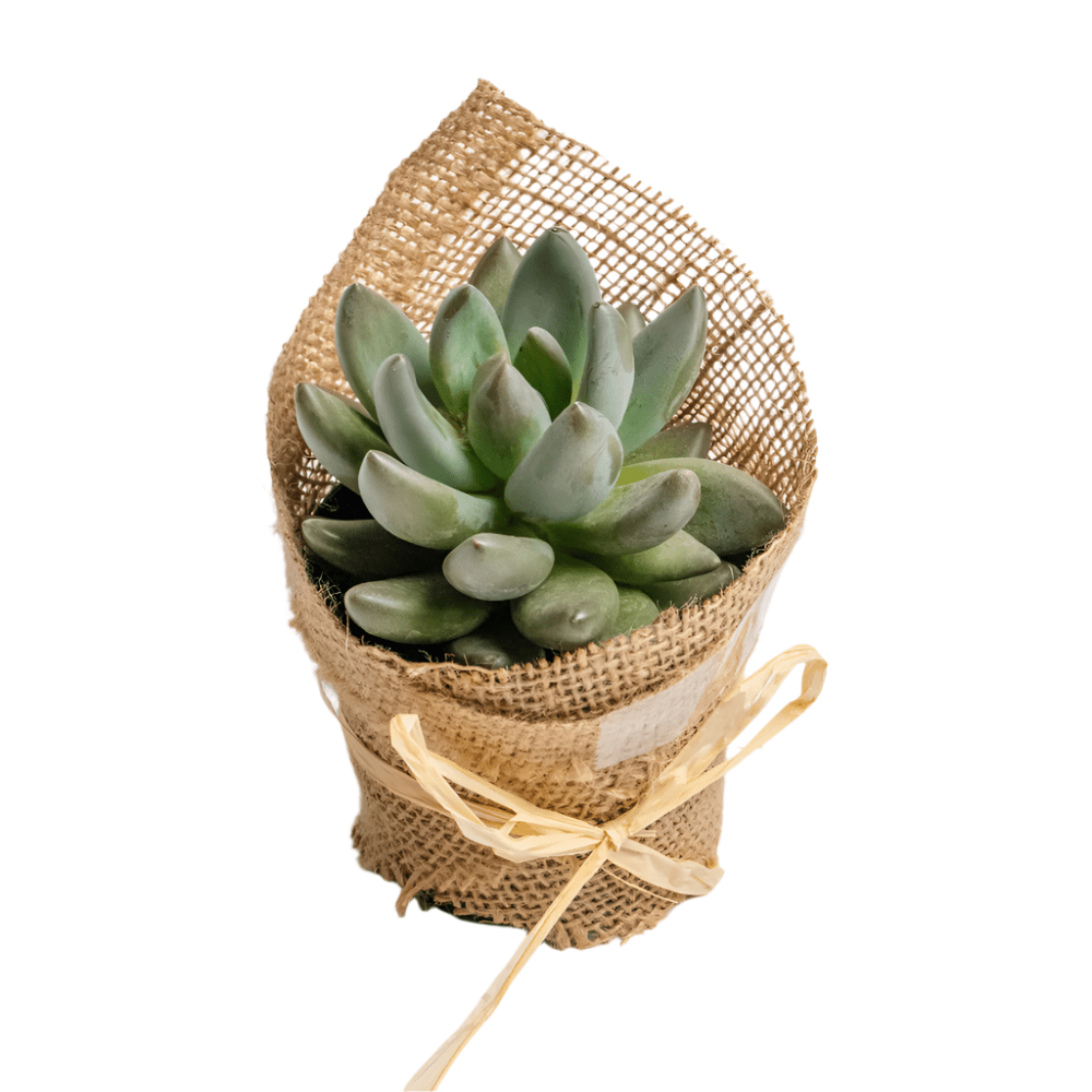 succulents wrapped in burlap Wrapped Succulent
