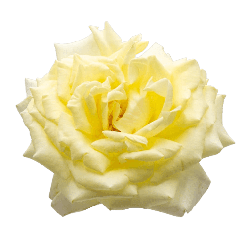 Tambuzi Scented Roses