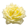 Tambuzi Scented Roses