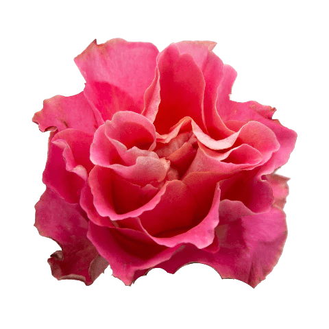 Tambuzi Scented Roses