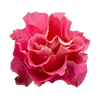 Tambuzi Scented Roses