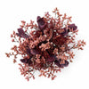 Vermont Liza Burgundy Wine Preserved Flowers