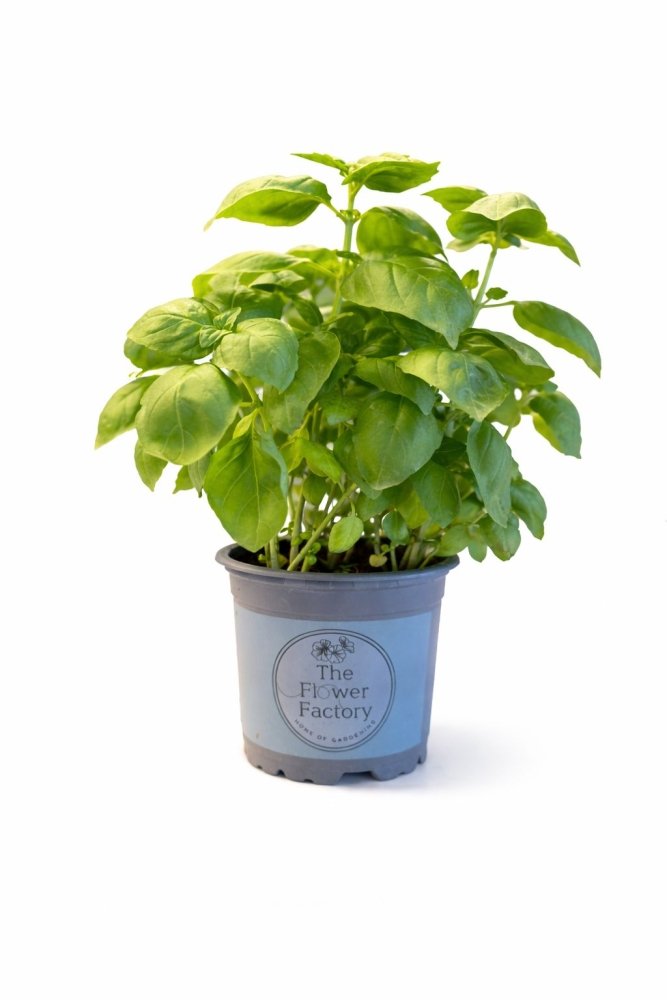 Potted Basil Herbs, 12cm