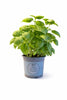 Potted Basil Herbs, 12cm