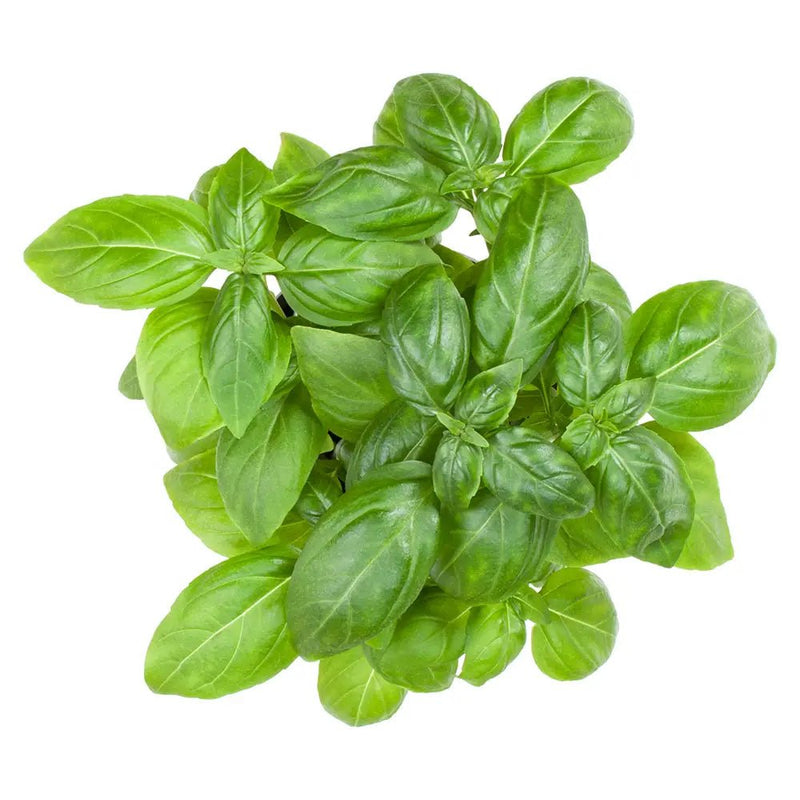 Jidan Basil Premium, 50g