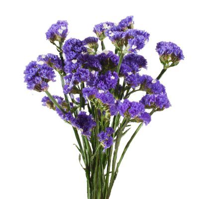Statice Bunch