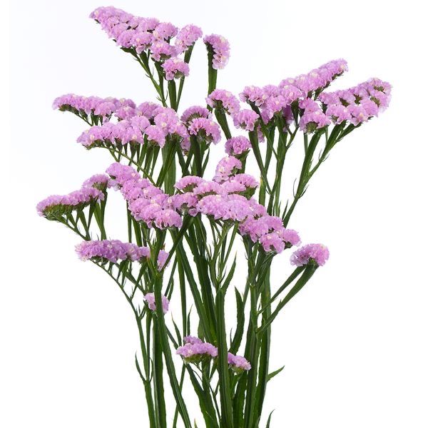 Statice Bunch