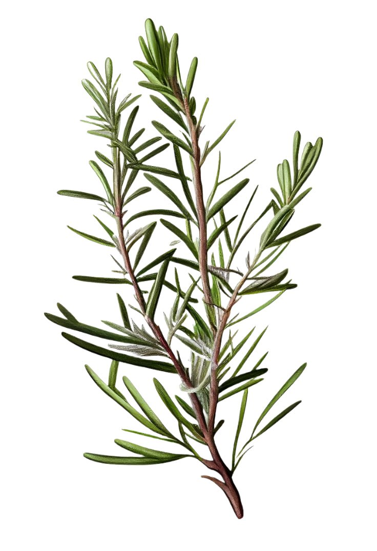 Flower Herbs
