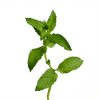 Flower Herbs