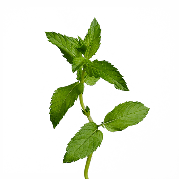 Flower Herbs