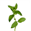 Flower Herbs