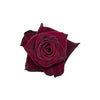 Tambuzi Scented Roses