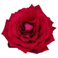 Tambuzi Scented Roses