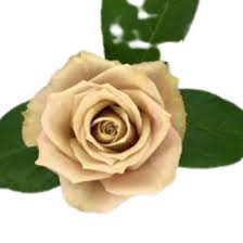Tambuzi Scented Roses