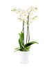 Phalaenopsis, 2 Spike