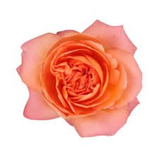 Tambuzi Scented Roses