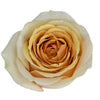 Tambuzi Scented Roses