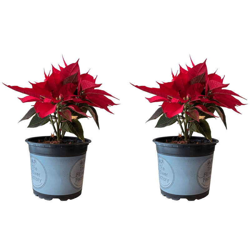 Poinsettia 12 cm × 2 Pieces